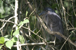 Boat-billed Heron    